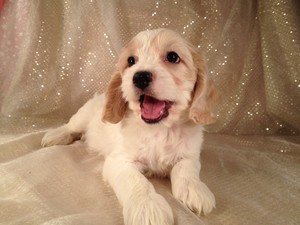 Male Cockapoo puppy for sale Black and tan $575 Iowa pups